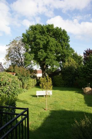 Chêne au fond du jardin